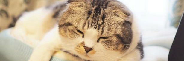 ねむり猫 banner