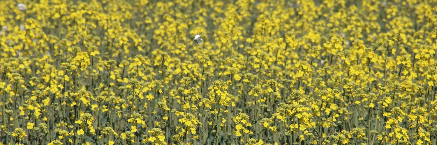 pau corcelles banner