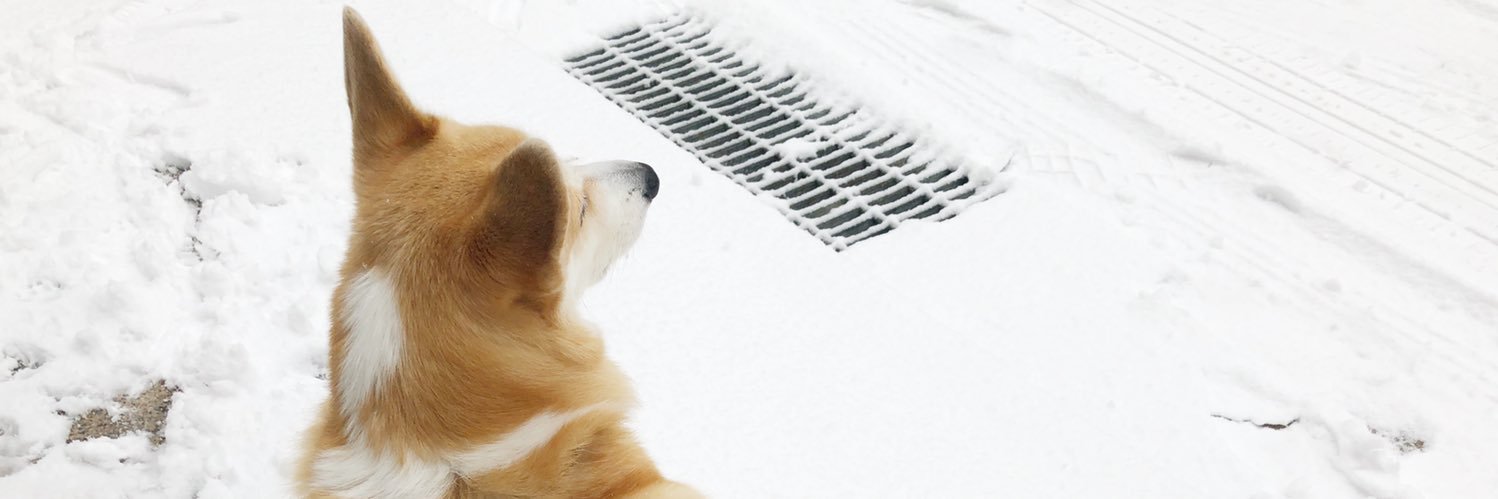 michelle_corgi's profile banner image