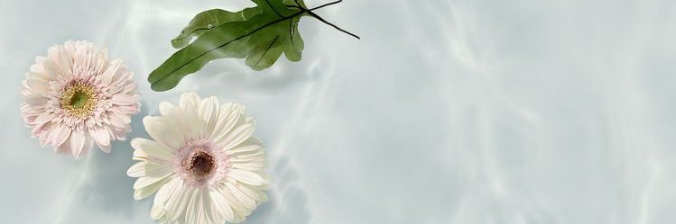 hasirenagon's profile banner image