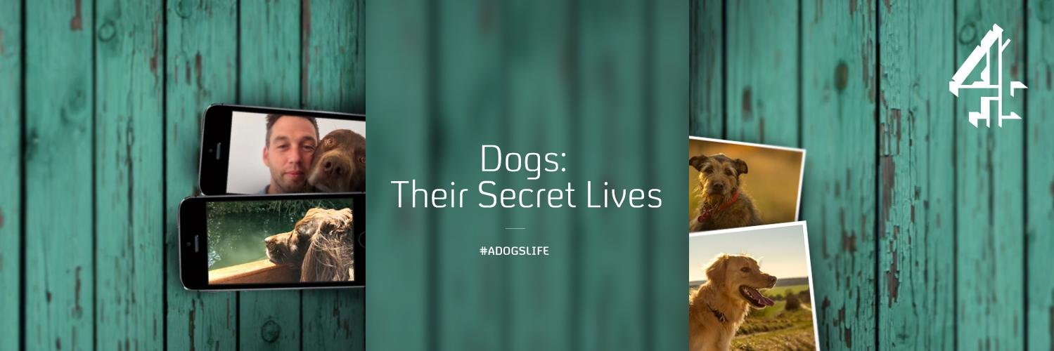 DogsC4's profile banner image