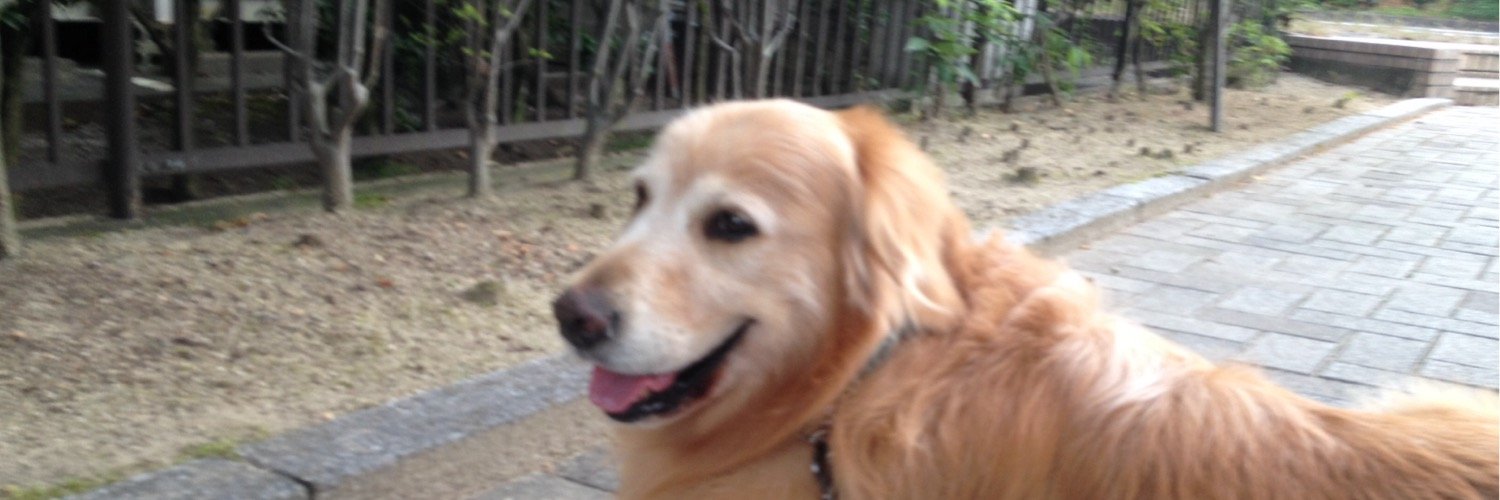 swimmerkumami's profile banner image