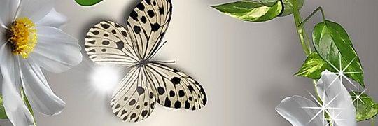 iFolo_Back's profile banner image