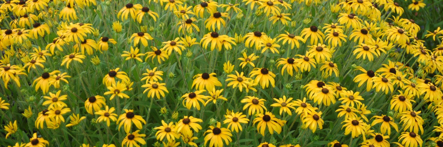 Plantsurfer's profile banner image