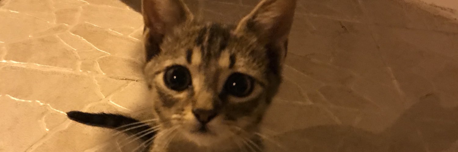 dilekmentees's profile banner image