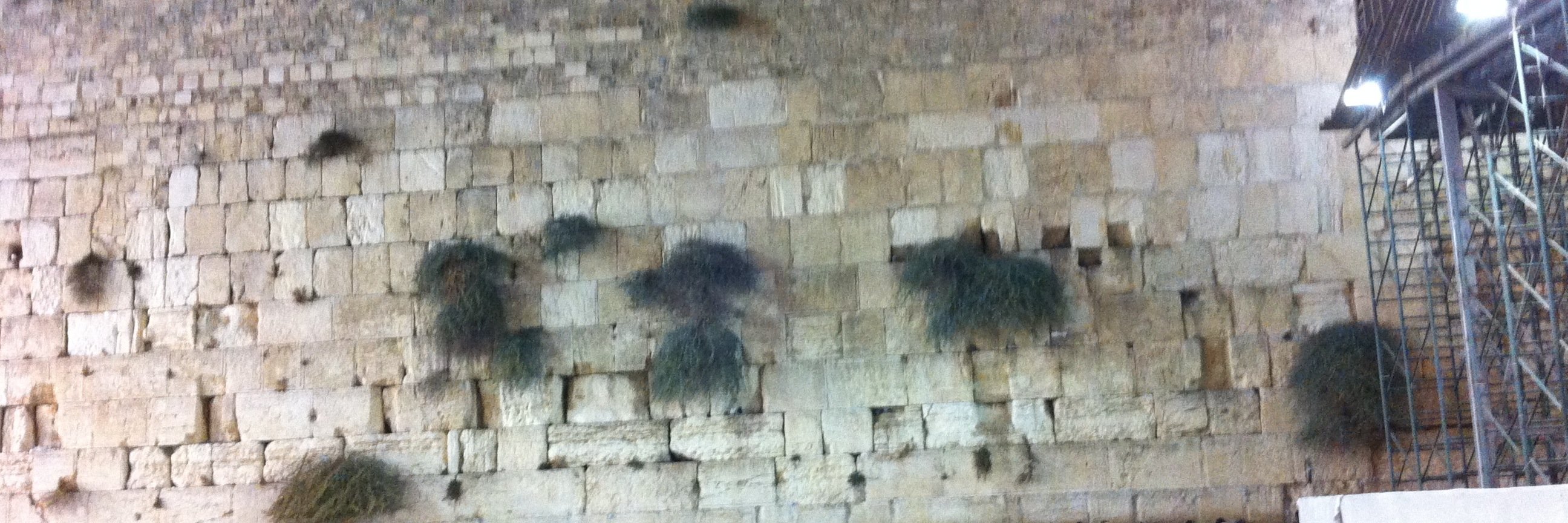 BioSci 🎗️🐝🇦🇺 banner