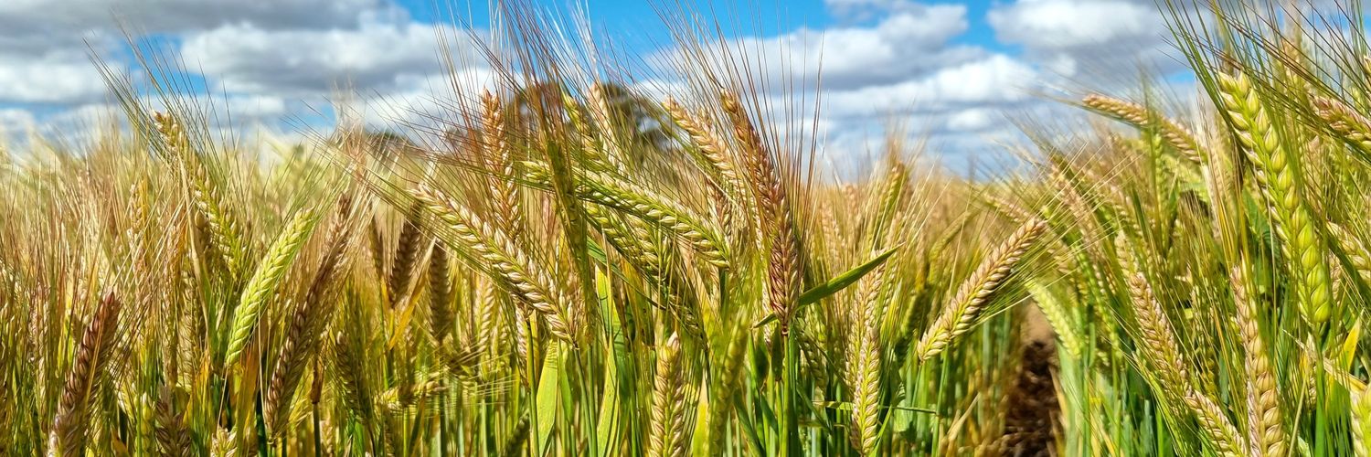 agchatrach's profile banner image
