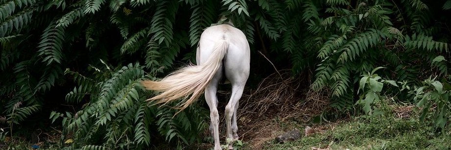 Natasha Gammell banner