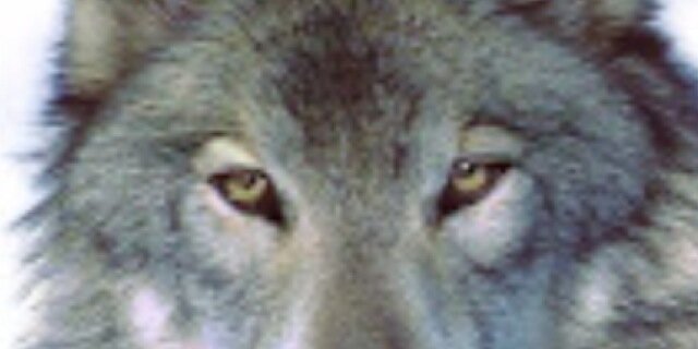WolfKonnor's profile banner image