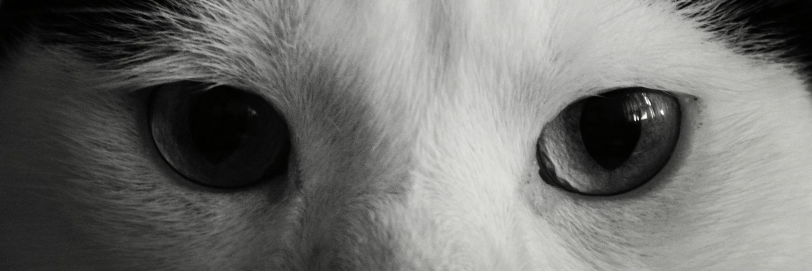 DWLandriault's profile banner image