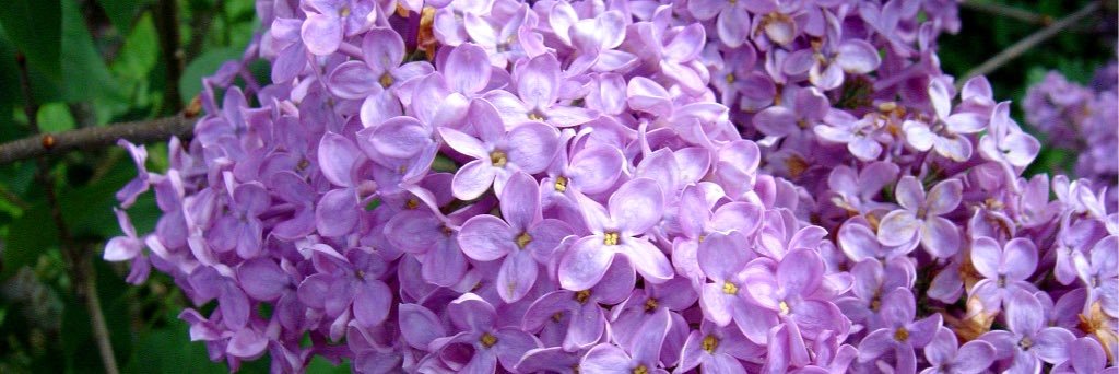 Cally Lawrence banner