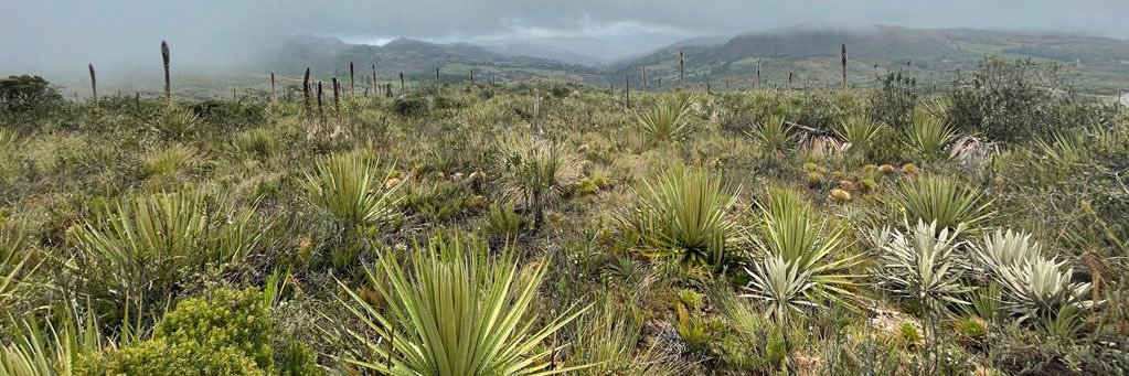 Isabel Güiza Gómez banner