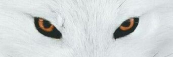 whitetiredwolf's profile banner image