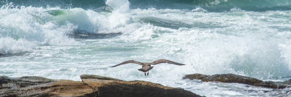 gregwolf1 Profile Banner