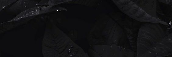 wakdonno's profile banner image