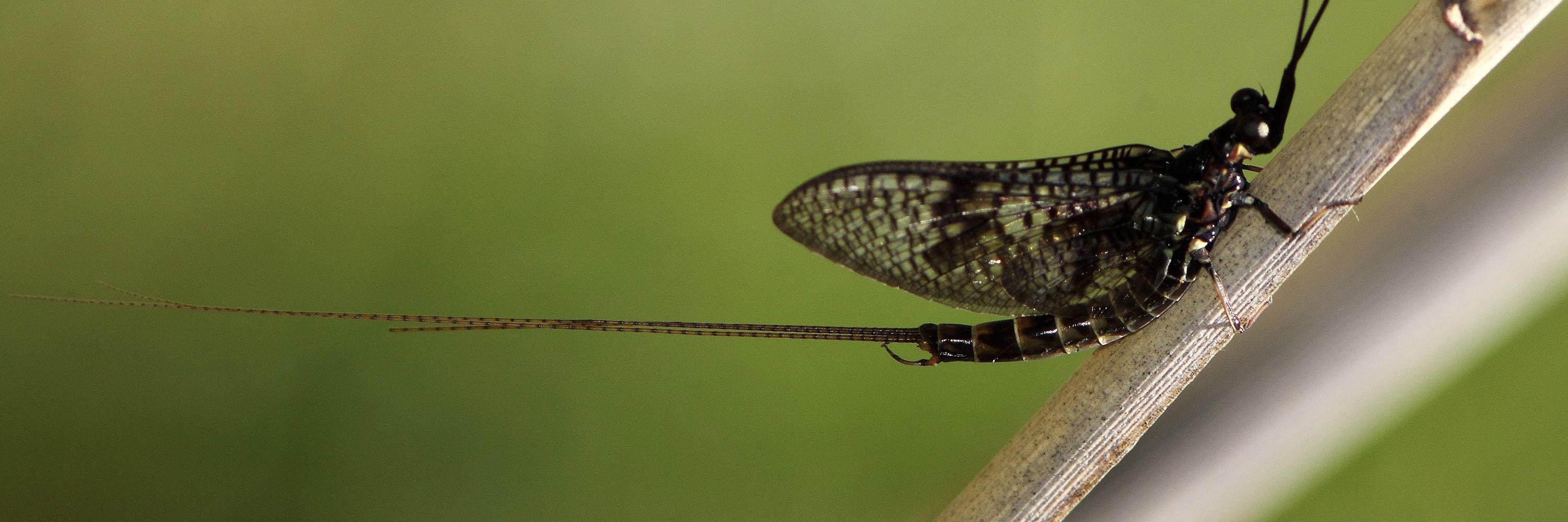 TheFlycenter's profile banner image