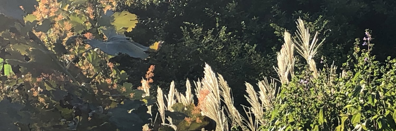 Kirstibee's profile banner image