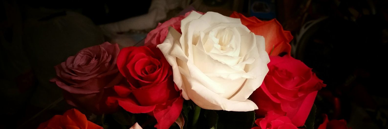 sandrajohn27's profile banner image