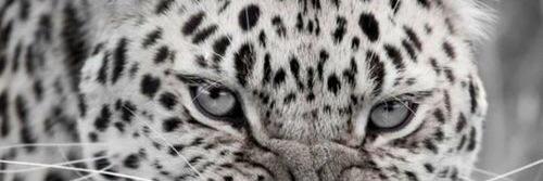 MuhammedLina's profile banner image