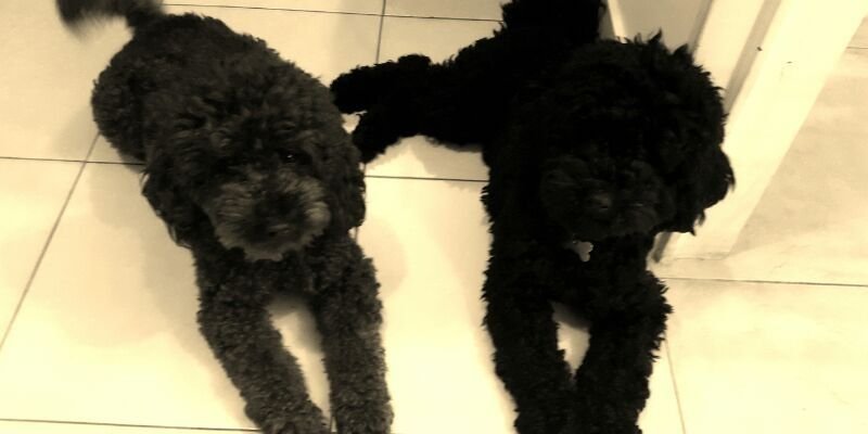 Maxi Laperuta banner