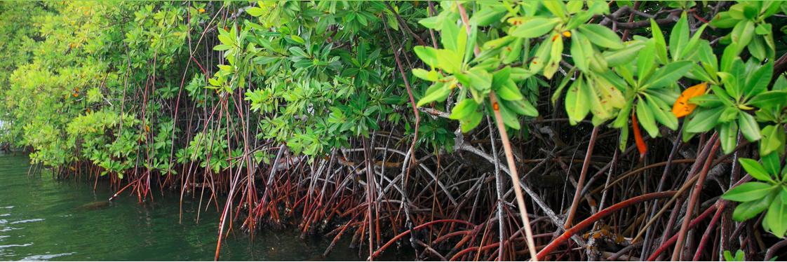 Coastal Resilience banner