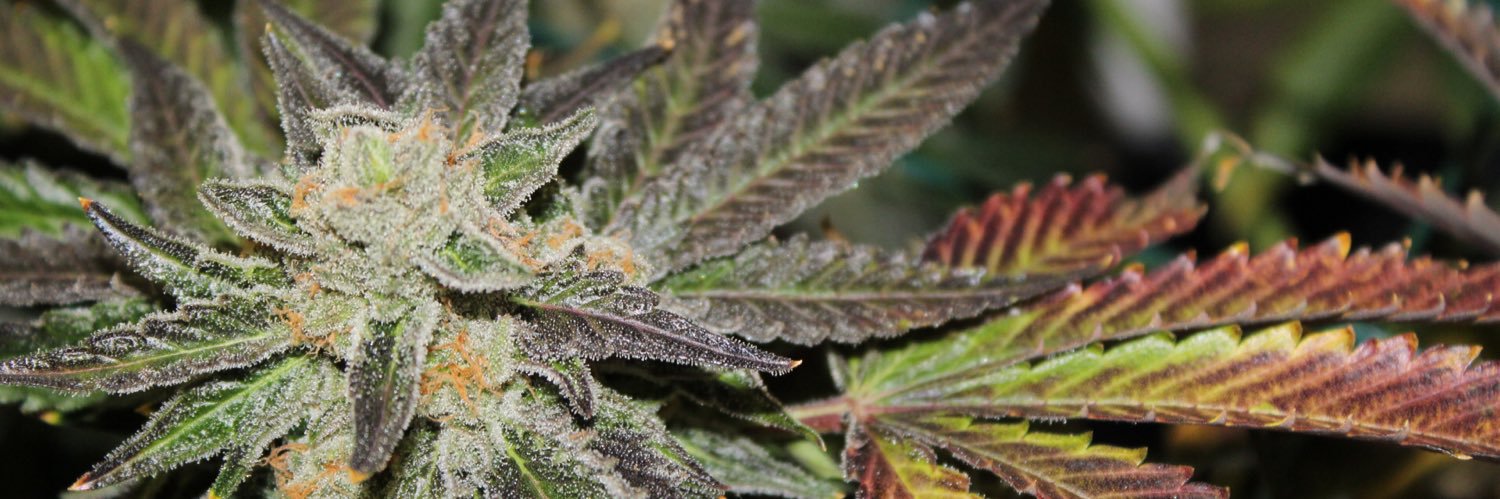 SecretStashMMJ's profile banner image