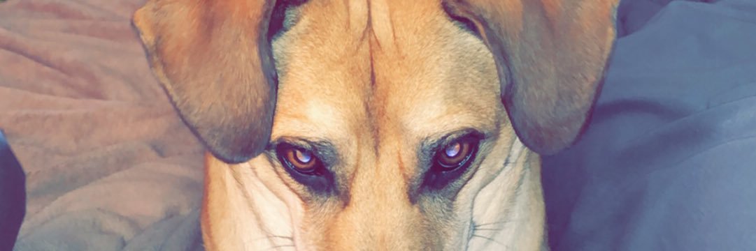 HaugMikey's profile banner image