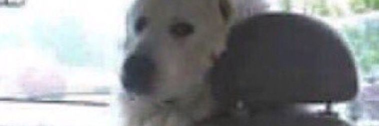Pirruti's profile banner image