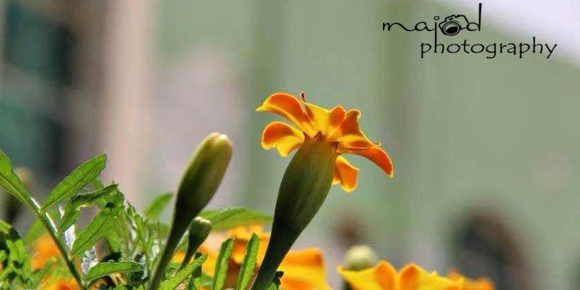 Majood53's profile banner image
