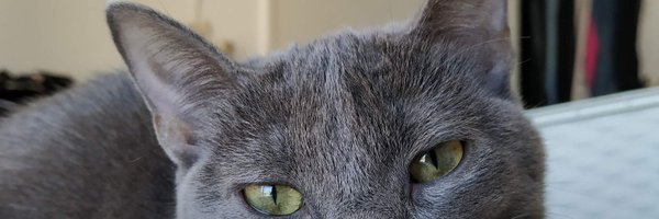AntoCollazzo Profile Banner