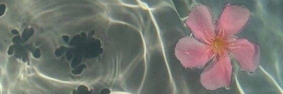 🦋carasonfire🦋 banner