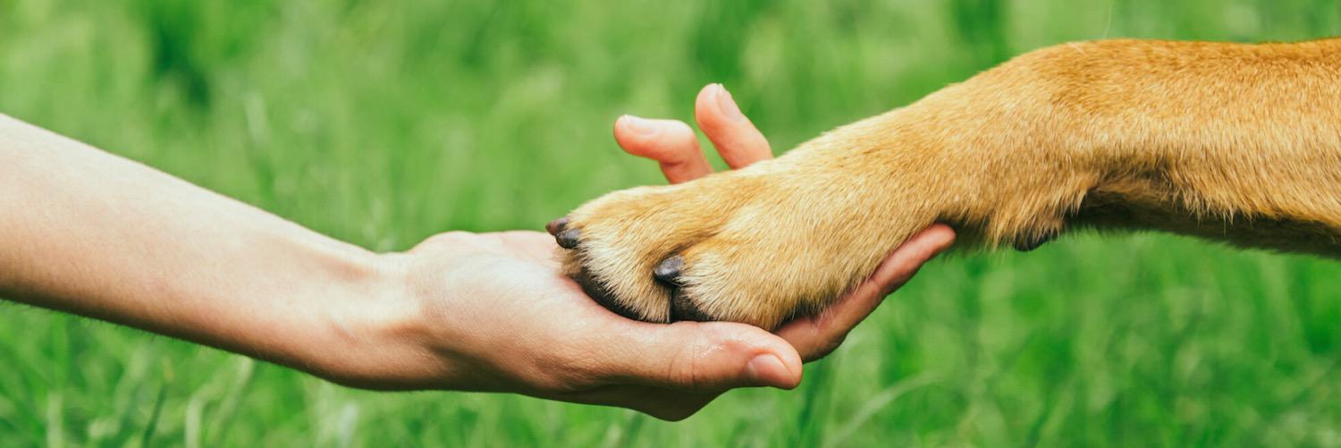Paws For A Cause banner