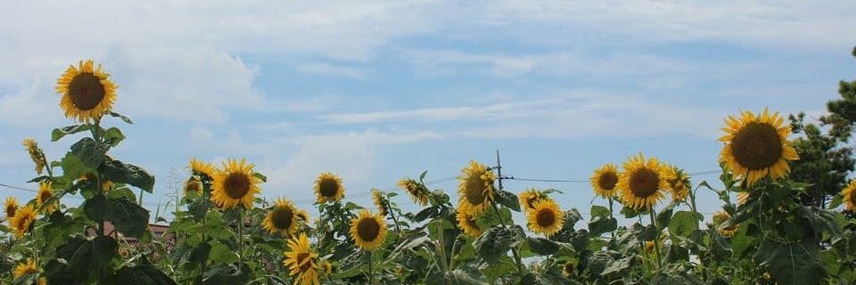 sunflo banner