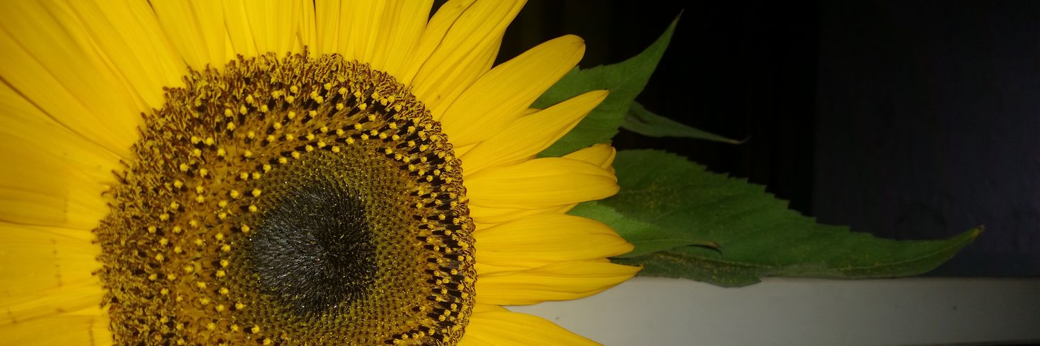 DebbieVess's profile banner image