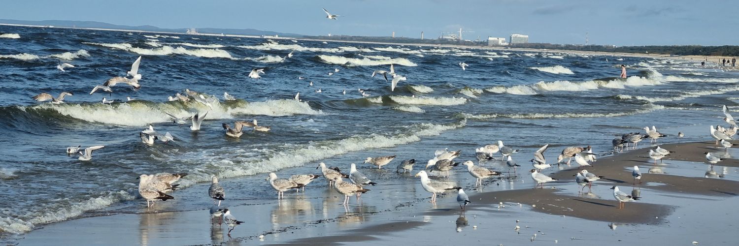 IEichbaum's profile banner image