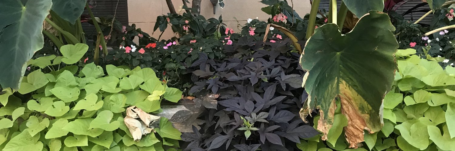 jackiehorta's profile banner image