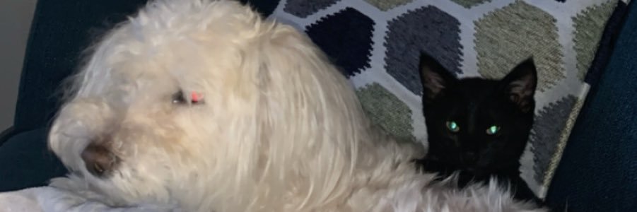 ShelGetsBitches's profile banner image