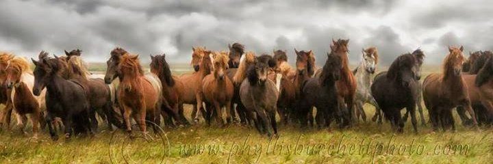 Michele - Lyme banner