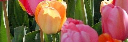PoliticalMama4's profile banner image