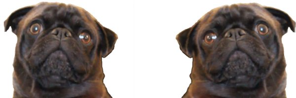 ItsEdgarThePug Profile Banner