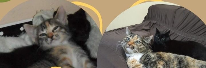 mandysdn's profile banner image