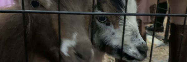 sabbi2k Profile Banner