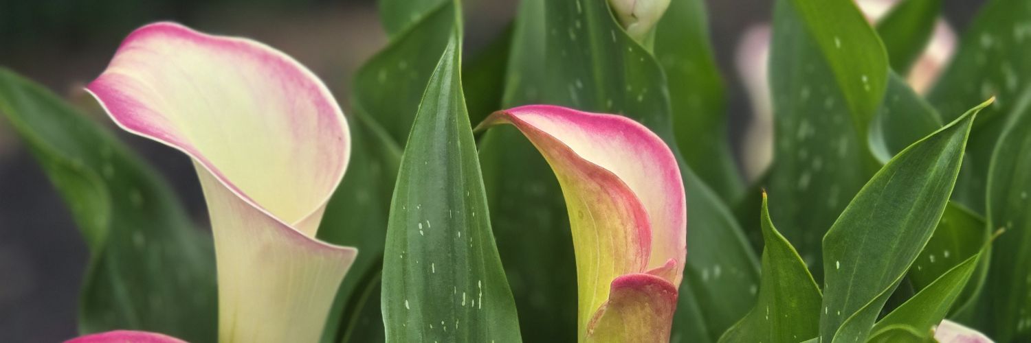 bethannriggs's profile banner image