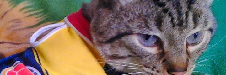 perroflauta_co's profile banner image