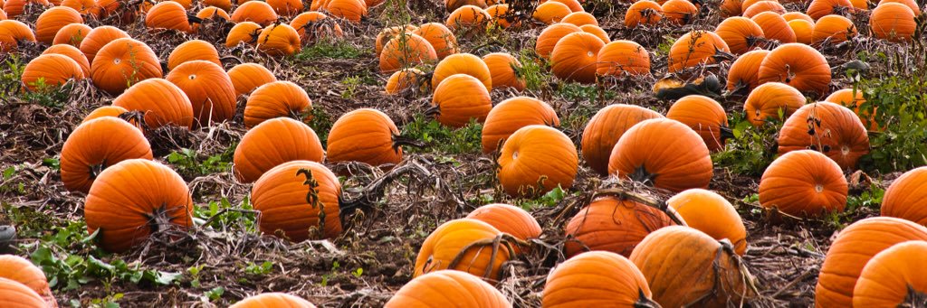 tgpumpkin1's profile banner image