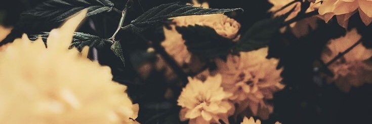 thatbetchgrace's profile banner image