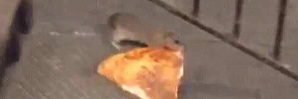 SheaCT Profile Banner