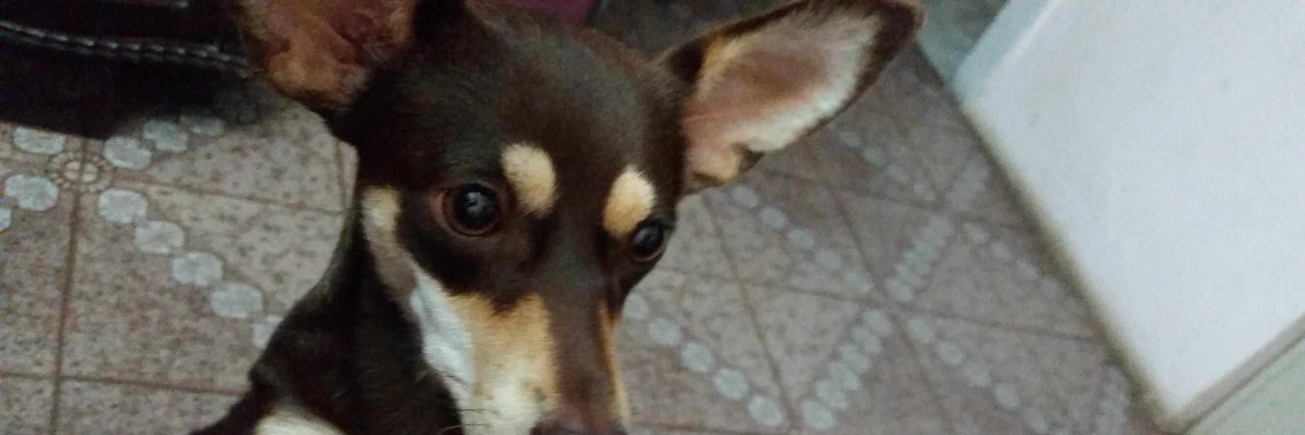quelmpaiva's profile banner image