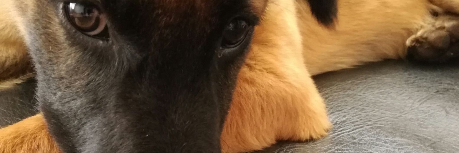 FiegeDavid's profile banner image