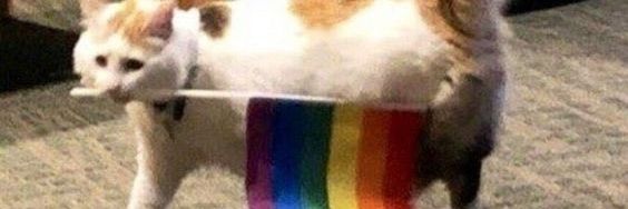 Candemonti_'s profile banner image